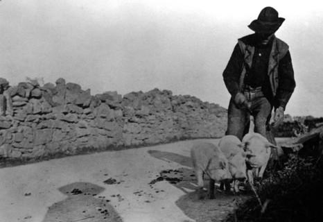 Man and His Pigs 1900