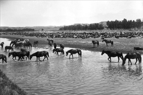 Horses crossing the river at Round-up Camp