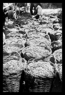 Baskets of Wine Grapes at Richon Le Zion 1920