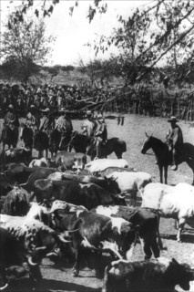 Cattle and Cowboys in Chile
