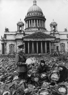Cabbages growing in a  kitchen garden in front of st, isaac's cathedral in leningrad during the siege of the city, world war 2, ussr.