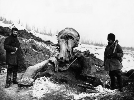 Excavation of frozen woolly mammoth remains near the berezovka river (a tributary of the kolyma river) in the magadan region of russia, 1902.