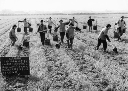 Peasant farmers of the hungching production brigade fertilizing a wheat field with manure (nightsoil?), china, 1967, in the foreground is a blackboard bearing quotations from chairman mao.