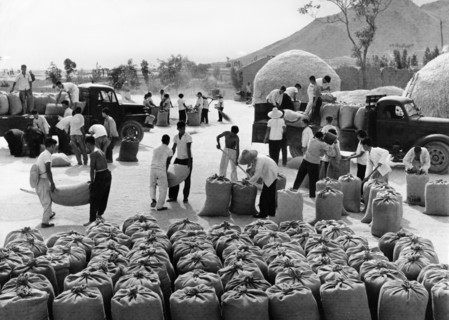 Members of the yangtan brigade of the yangtan people's commune in chungo county in the northern chinese province of shansi, loading wheat they have dried to be delivered to the state to support the so...