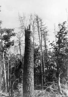 Tunguska, tree top shorn off by the force of the blast from the tunguska meteorite that hit in the siberian taiga in 1908, picture is from 1938.