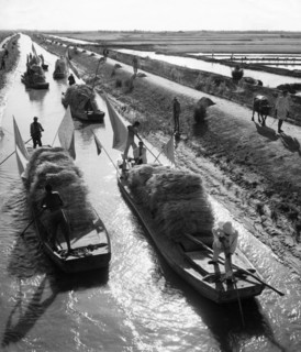 Irrigation canals provide transportation and water to wheat fields near the north bank of the yellow river, wheat acreages have reportedly been greatly enlarged in this area by the reduction of the so...
