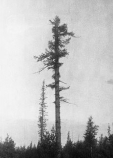 New growth on an old tree 20 km to the east of the blast center that was burnt and damaged in 1908 by the tunguska meteorite, prior to that, it was dense forest, this picture was taken during professo...