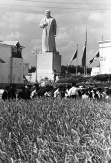 The all-union agricultural exhibition in moscow, august 1939, visitors to the exhibition examining specimens of a couch-grass / wheat hybrid (developed by  member of the academy of sciences, tsitsin) ...
