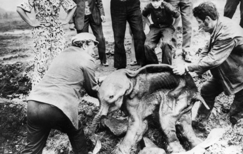 Two men lifting the preserved carcass of a baby mammoth (named dima) from where it was accidently unearthed from the permafrost by a bulldozer on the grounds of the frunze gold fields in the susumansk...