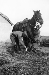A veterinary surgeon's assistant attending to a horse wounded in battle, september 1942, world war ll.