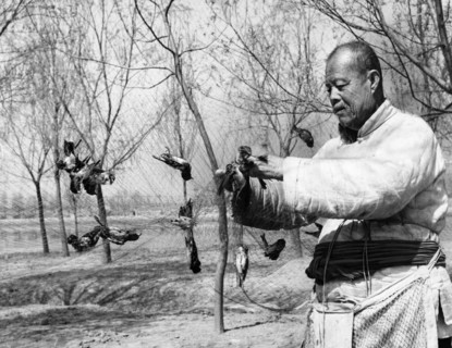 More than 400,000 grain-eating sparrows were wiped out in the three day all-out war on them which ended april 21, 1958, 85 year old chang teh has played a brilliant part in the war against the sparrow...