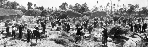 A record yield of wheat cultivated by a production team of the happiness co-op in kwanghua county, hupeh province in 1958, it is estimated that the results are due to close planting, deep ploughing, a...