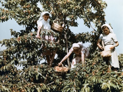 Bulgarian women picking cherries, late 1950s.