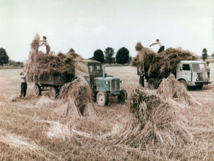 Harvest in poland, 1960s.