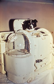 Laika, the first dog in space, in the sputnik 2 capsule.