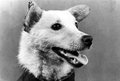 Belka (in pic), was one the two russian dogs that went into orbit aboard sputnik spaceship and returned safe and sound from a space flight,  1960.