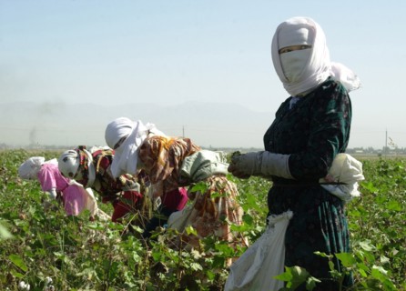 Tajikistan, september 9, 2004, schoolchildren and students take part in cotton harvesting.