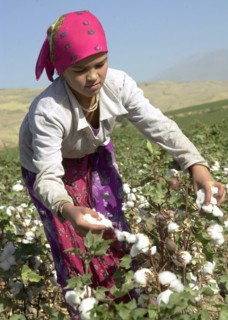 Tajikistan, students of secondary schools and colleges harvest more than a half of the republic's total cotton yield, september 9, 2004.