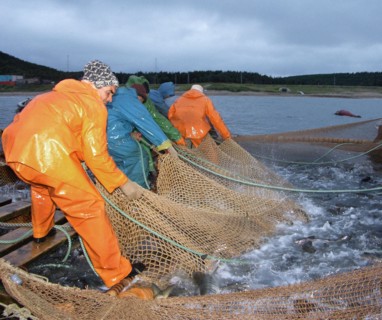 Sakhalin region, russia, september 24, 2004, russian and korean employees engaged with the tunaicha fish-processing plant during coastal fishing.