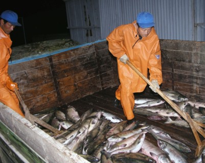 Sakhalin region, russia, september 24, 2004, north korean employees in the section of the tunaicha fish-processing plant.