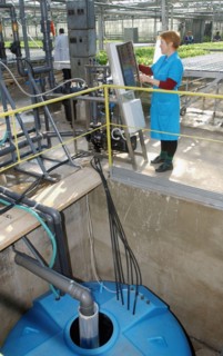 Unit for automated feeding and watering of the plants, modern cultivation technology is introduced in experimental production farm dalnevostochnoye (far eastern) where they use expandable tables, pots...