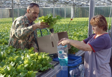 Harvesting of the lettuce crop in experimental production farm 'dalnevostochnoye' (far eastern) where they use expandable tables, pots for seedlings and automatized equipment for feeding and watering ...