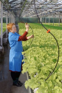 Water and food is delivered to the plants through the pipe-line, modern cultivation technology is introduced in experimental production farm dalnevostochnoye (far eastern) where they use expandable ta...