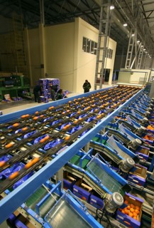 Packaging of the citrus plants at the abkhaz fruit company in the pitsunda resort area, the joint russian-abkhaz enterprise is fitted with modern spanish facilities and practices in treating, sorting ...
