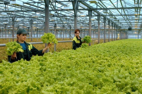 A tray of lettuce at the farm moskovsky, moscow region, russia, june 2006.