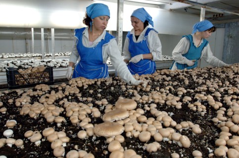 Mushroom growing at the farm moskovsky, moscow region, russia, june 2006.