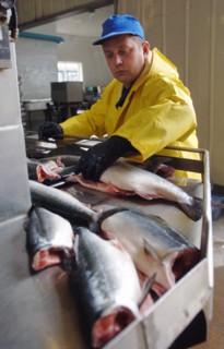 Yuzhno-sakhalinsk, russia, july 28, 2006, fish is being butchered at 'bereg' production facilities of tunaicha company.