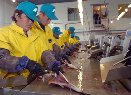 Yuzhno-sakhalinsk, russia, july 28, 2006, fish is being butchered at 'bereg' production facilities of tunaicha company.