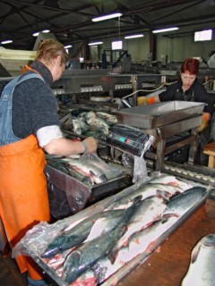 Koryak autonomous area, russia, freezing facility at the ooo severo-vostochnaya kompaniya (north eastern co) in the settlement of ossora in the koryak autonomous area, where salmon fishing season is u...