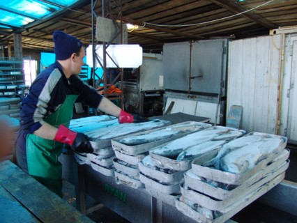 Koryak autonomous area, russia, frozen salmon are piled at the fish processing shop in ayanka village, the koryak autonomous area, salmon fishing season is underway off koryakia's east coast, august 2...