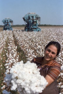Azerbaijani ssr, ussr, cotton harvest, october, 1985.