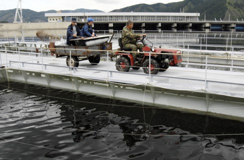 Khakassia, russia, june 18, 2007, feeding hatchlings on a trout and sturgeon fish farm in maina hydroelectric power station reservoir, khakassia.