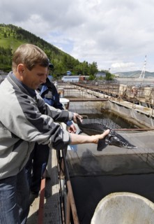 Khakassia, russia, june 18, 2007, man holding sturgeon raised on a fish farm in maina hydroelectric power station reservoir, khakassia.