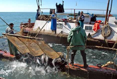Kamchatka, russia, august 16, 2007, fishermen on a fishing vessel near a pound net off kamchatkai´s east coast where the salmon fishing season is underway.