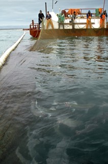 Kamchatka, russia, august 16, 2007, the picture shows a fishing vessel near a pound net with fish off kamchatkai´s east coast where the salmon fishing season is underway.