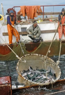 Kamchatka, russia, august 16, 2007, fishermen on a fishing vessel drag a pound net off kamchatkai´s east coast where the salmon fishing season is underway.