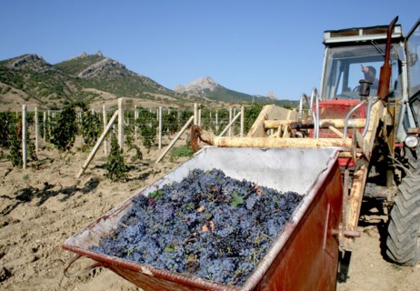 The grape harvest at a vineyard of the koktebel plant producing vintage cognac and wine, crimea, ukraine, october 2007.