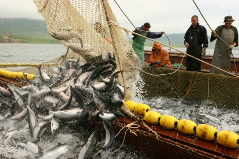 Salmon fishing on the ozernaya river in kamchatka, russia, july 21, 2008.