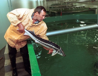 Sturgeon, russia, 2004.