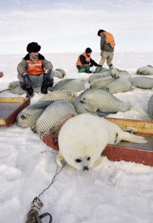 The season of extraction an animal - belyek (harp seal) in ice of the white sea was discovered.