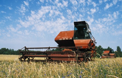 A combine harvesting wheat in the fields of the mikhail kutuzov collective farm in the trubchevsky district of the bryansk region of russia.