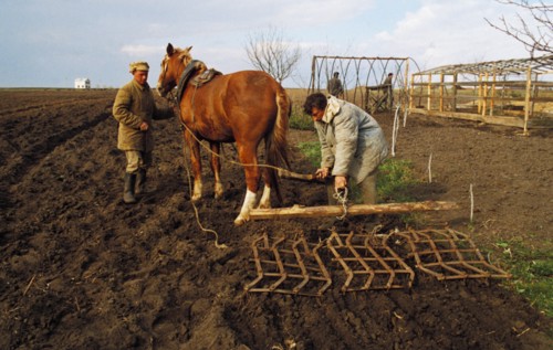Local farmers using horses to plow their plots of land in the bryansk region of russia.