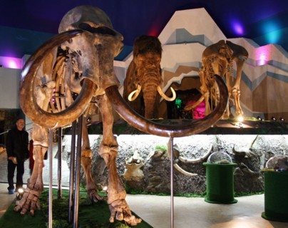 Remains of the fauna of the ice-age found in the transpolar area of russia are displayed at the 'mammoth chamber' exposition opened here, moscow, russia, november 2, 2004.