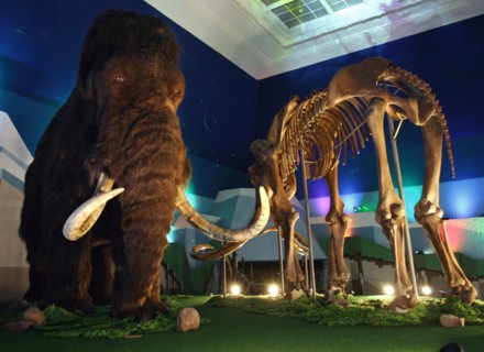 Remains of the fauna of the ice-age found in the transpolar area of russia are displayed at the 'mammoth chamber' exposition opened here, moscow, russia, november 2, 2004.
