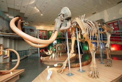 A mammoth skeleton is on display at the mammoth museum of the institute of applied ecology of the north, academy of sciences of the republic of sakha (yakutia), the skeleton was unearthed in churapchi...