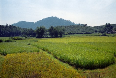 Democratic republic of vietnam, tea and rice plantations in vinh province, january 1974.